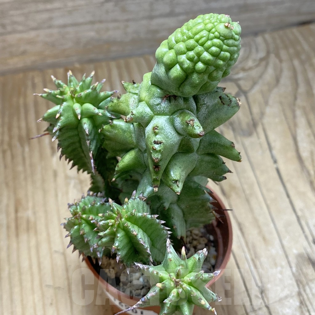 SH16901 Euphorbia horrida f. monstrosa