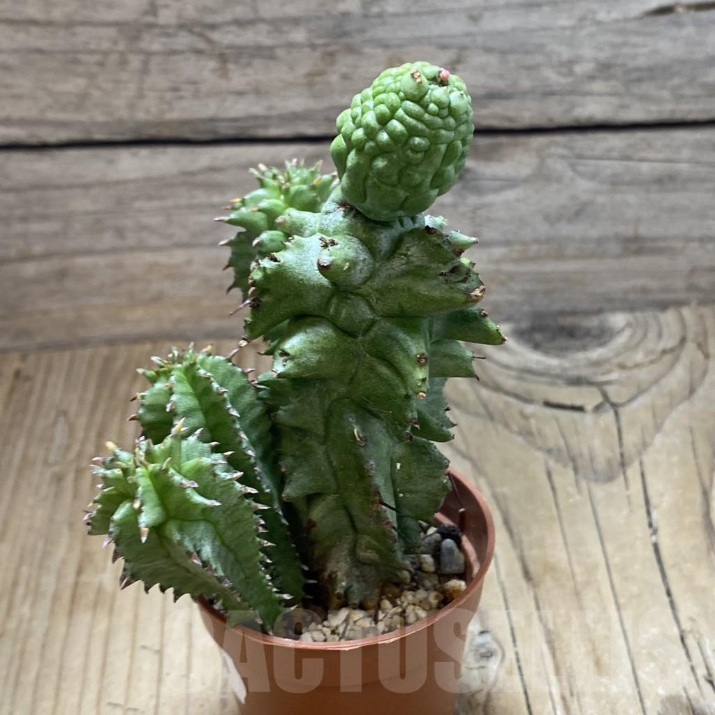 SH16901 Euphorbia horrida f. monstrosa - Image 2