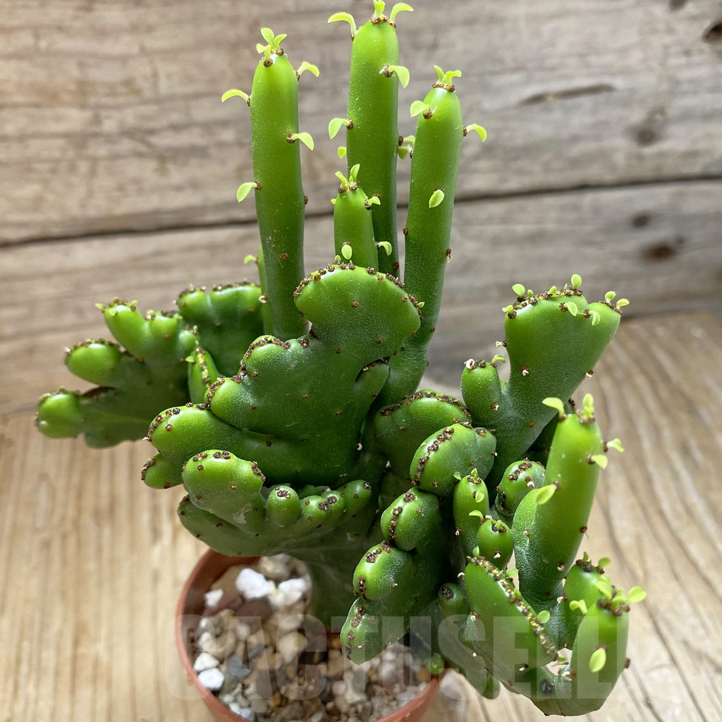 SH16903 Euphorbia leucodendron f. cristata - Image 2