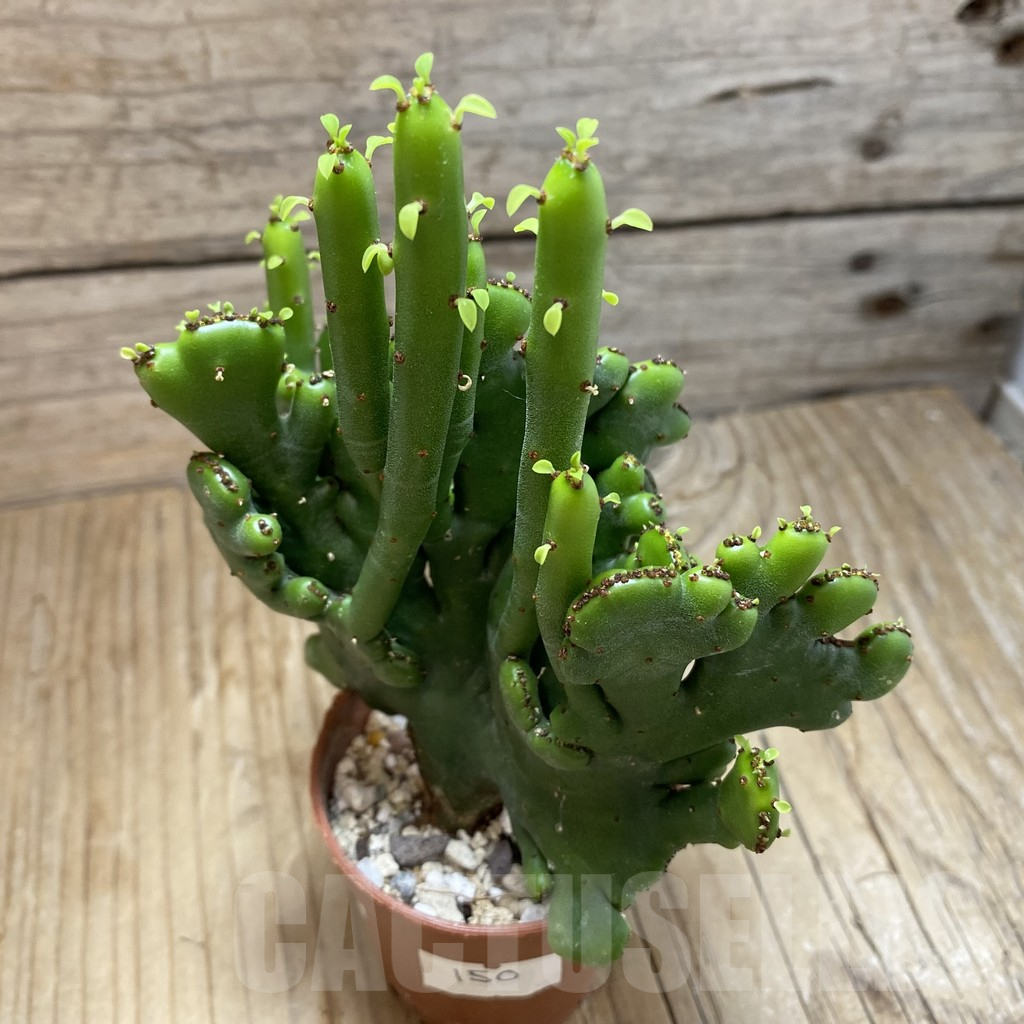 SH16903 Euphorbia leucodendron f. cristata - Image 3