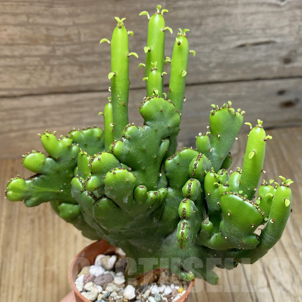 SH16903 Euphorbia leucodendron f. cristata