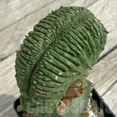 SH16906 Euphorbia obesa ‘Malik’ f. cristata, grafted