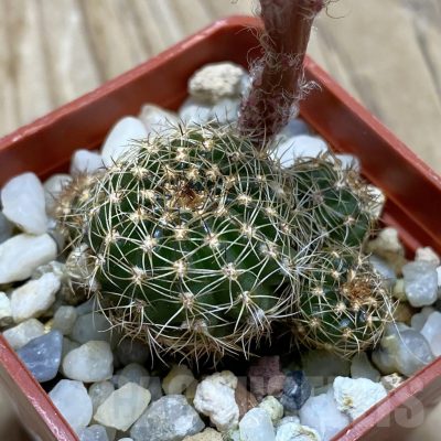 SH16979 Lobivia arachnacantha