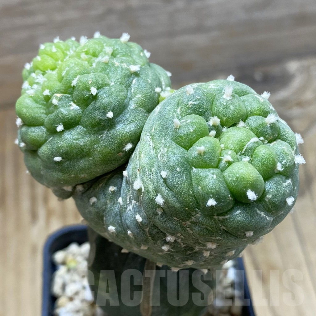 SH16984 Anhalonium diffusa f. monstrosa