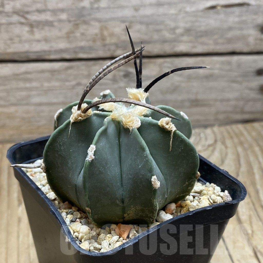 SH16989 Astrophytum niveum v. nudum, 40 km -Cienegas- - Image 2