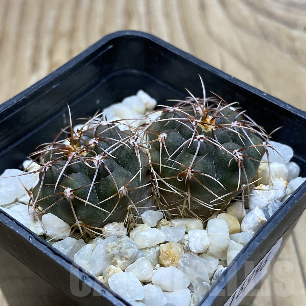 SH16996 Gymnocalycium mucidum aff. sp. VG 309, 2 plants - Image 2