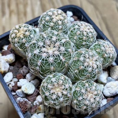 SH16997 Gymnocalycium bruchii