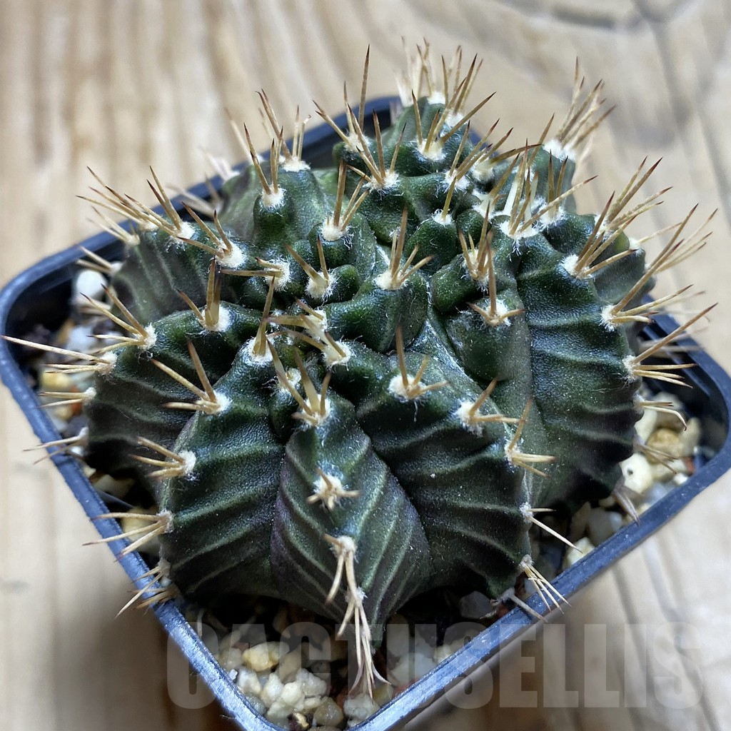 SH8838 Gymnocalycium mihanovichii ‘Tossagun’