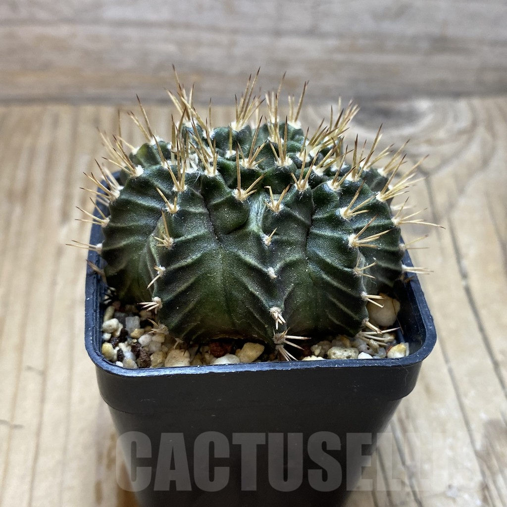 SH8838 Gymnocalycium mihanovichii ‘Tossagun’ - Image 2