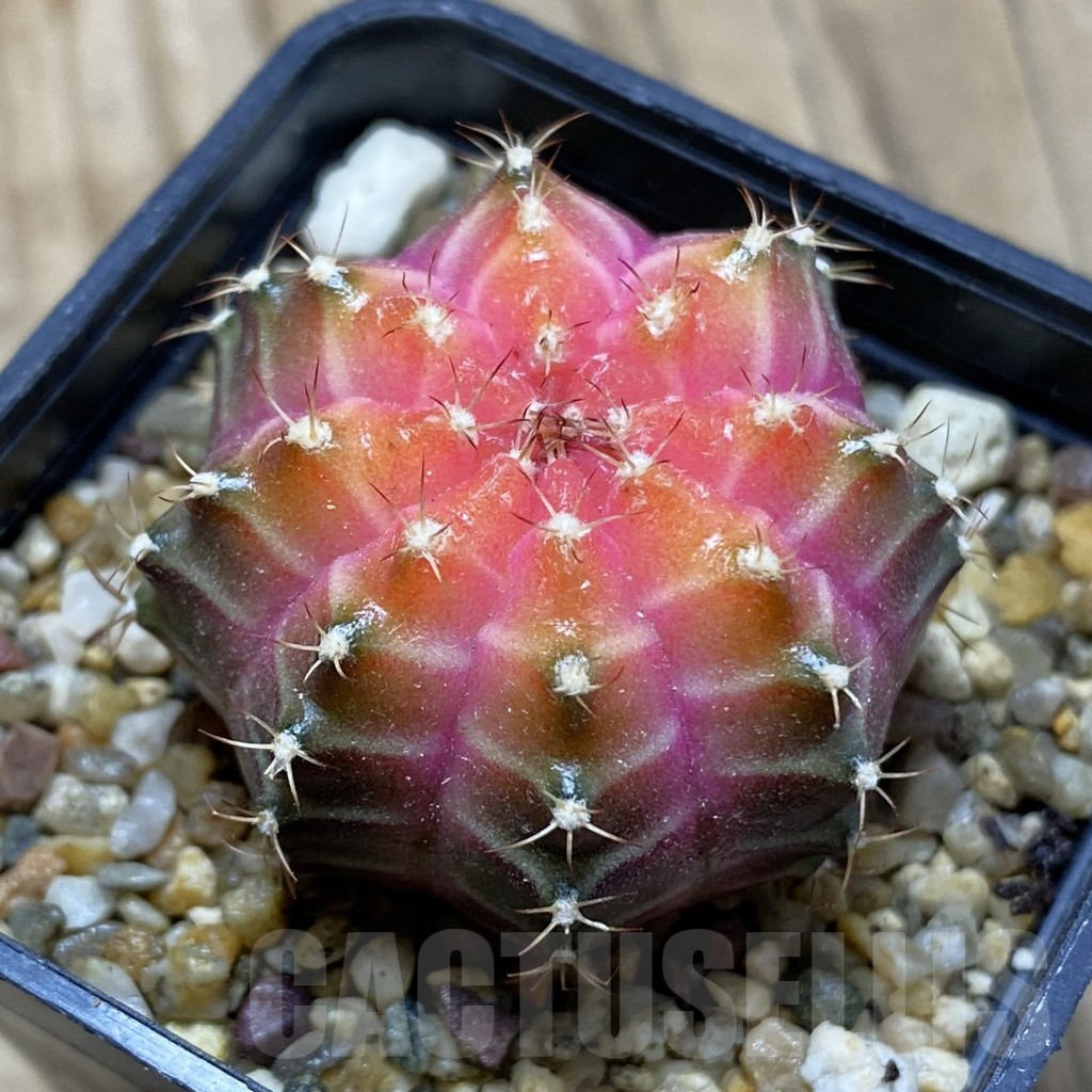 SH8796 Gymnocalycium mihanovichii ‘Neon’ hybrid, seedling
