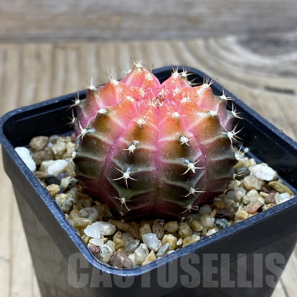 SH8796 Gymnocalycium mihanovichii ‘Neon’ hybrid, seedling - Image 2