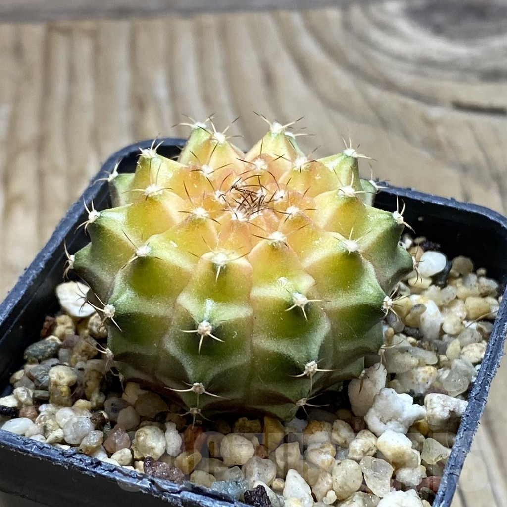 SH8797 Gymnocalycium mihanovichii ‘Neon’ hybrid, seedling - Image 2