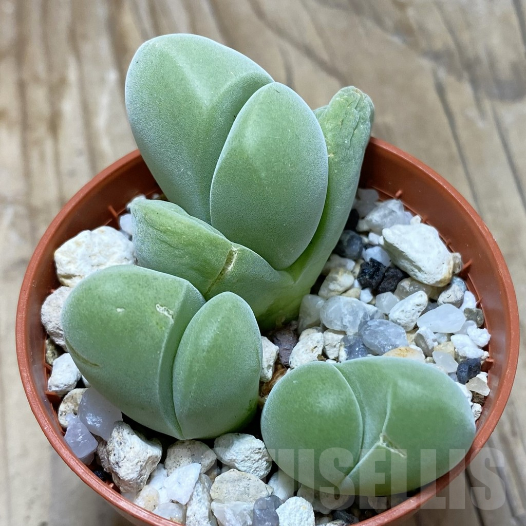 SH16965 Vanheerdea divergens
