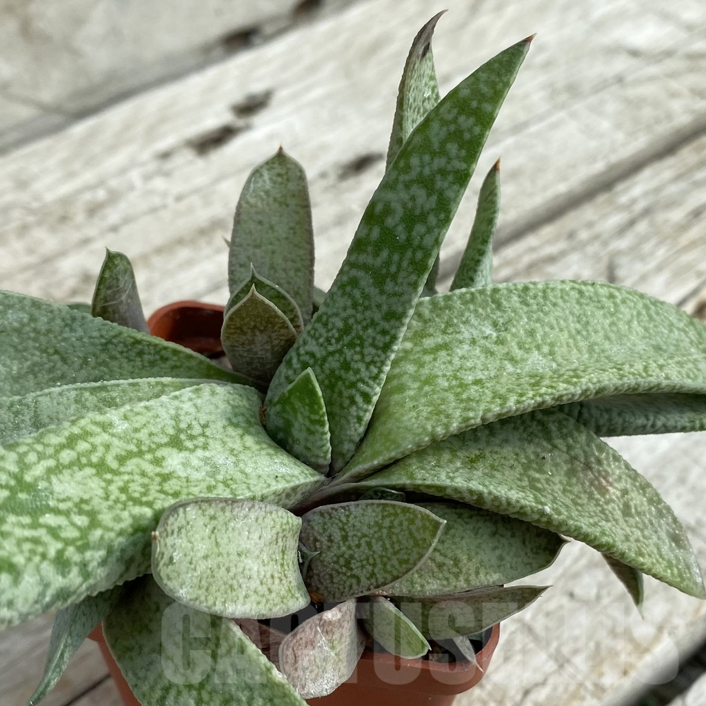 SH16967 Gasteria glauca SH, old 7 years