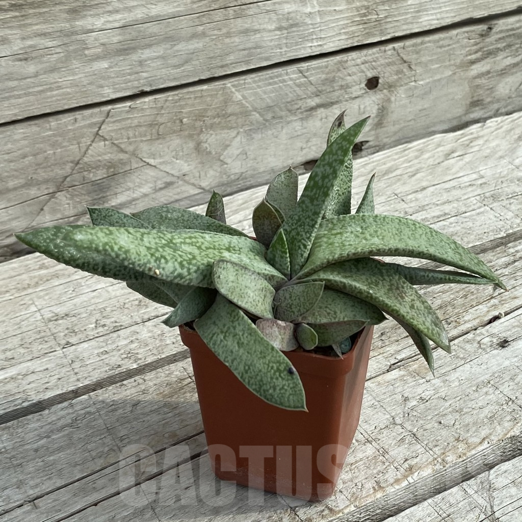 SH16967 Gasteria glauca SH, old 7 years - Image 2