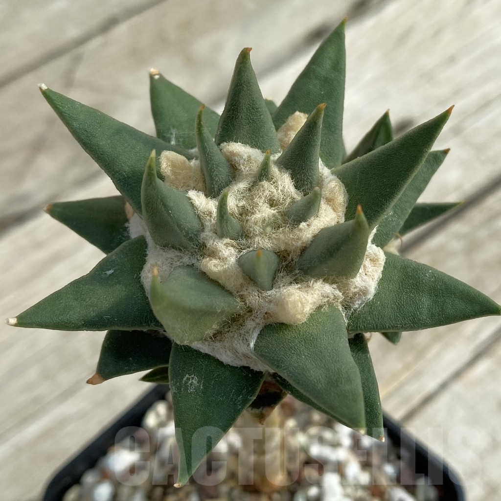 SH16968 Ariocarpus trigonus, grafted