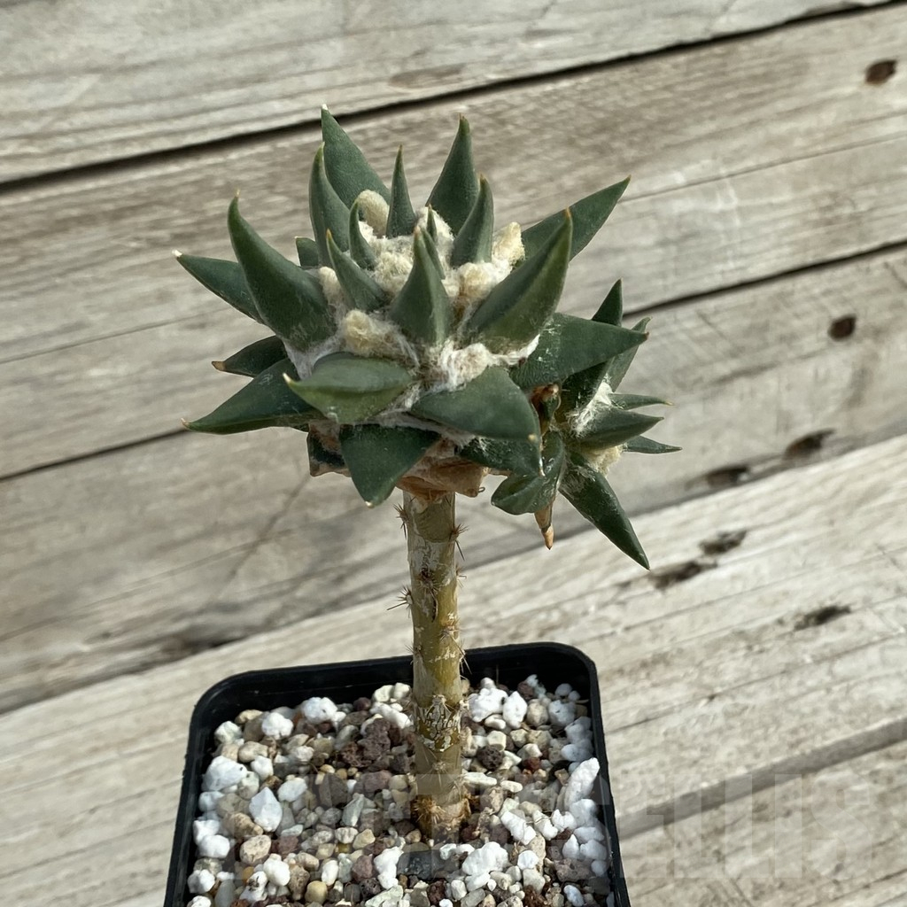 SH16968 Ariocarpus trigonus, grafted - Image 2