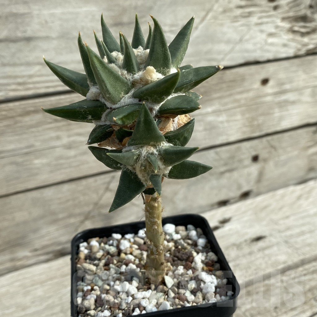 SH16968 Ariocarpus trigonus, grafted - Image 3