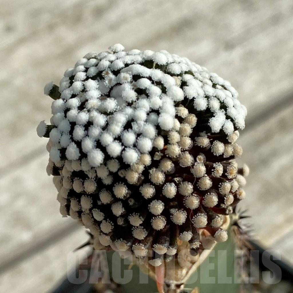 SH16977 Mammillaria luethyi, grafted