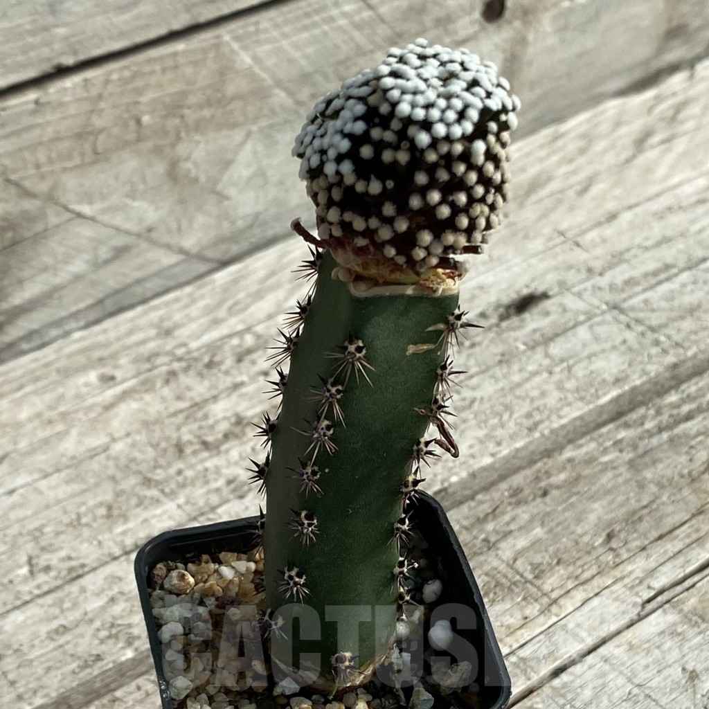 SH16977 Mammillaria luethyi, grafted - Image 2