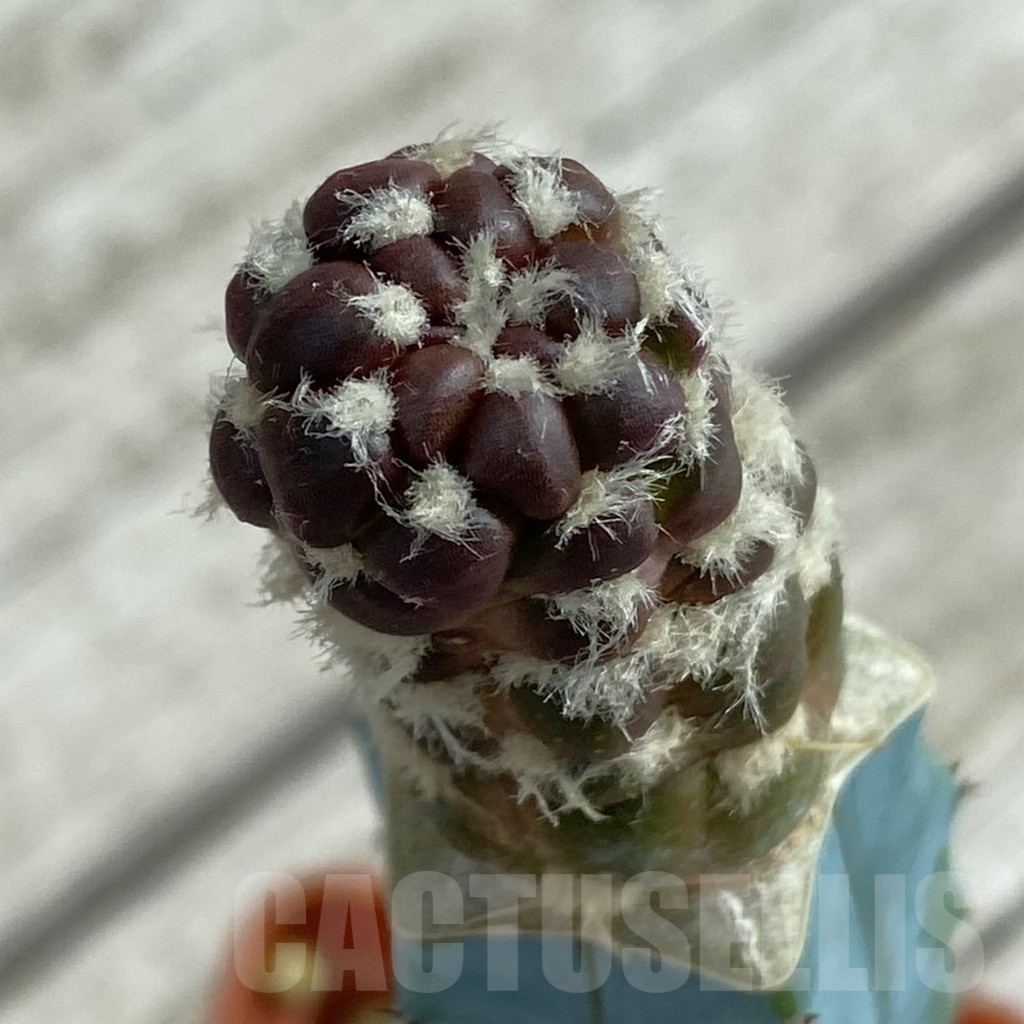 SH16978 Cintia knizei, grafted