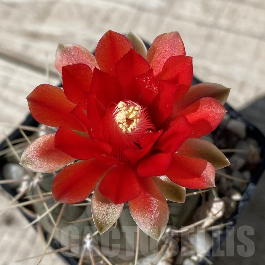 SH17181 Gymnocalycium baldianum v.longispinus