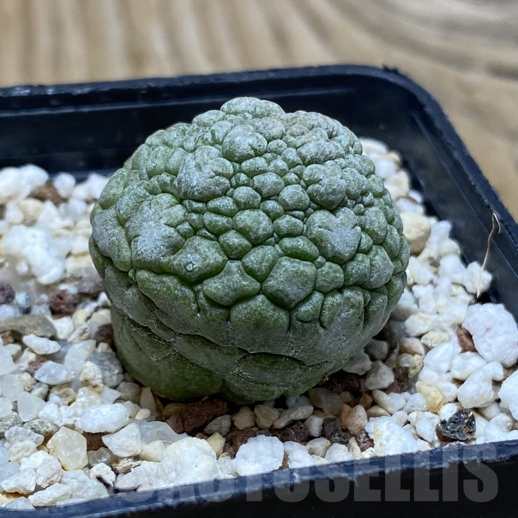 SH17087 Pseudolithos migiurtinus - Image 2