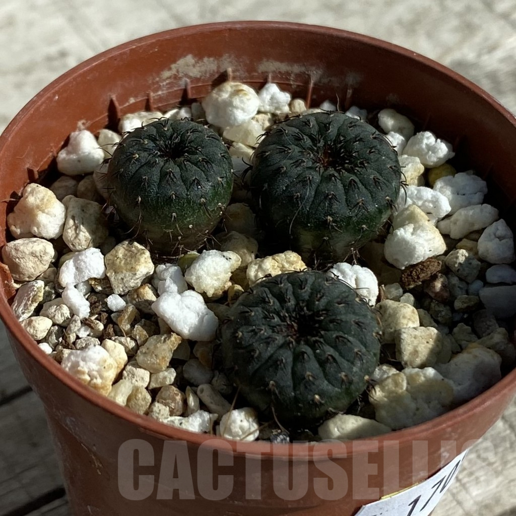 SH17094 Frailea asterioides, 3 plants - Image 2