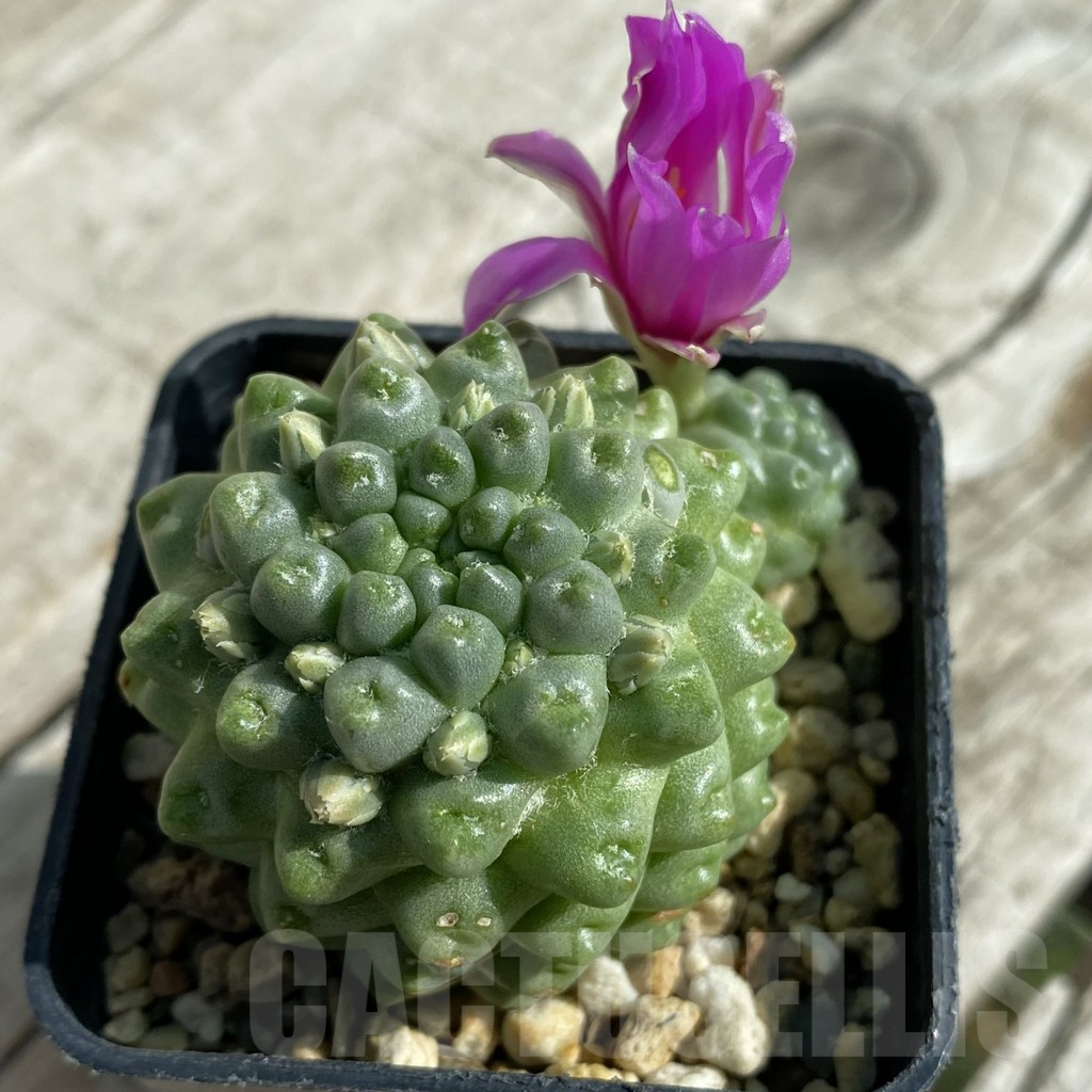 SH17099 Mammillaria schumannii f. monstrosa