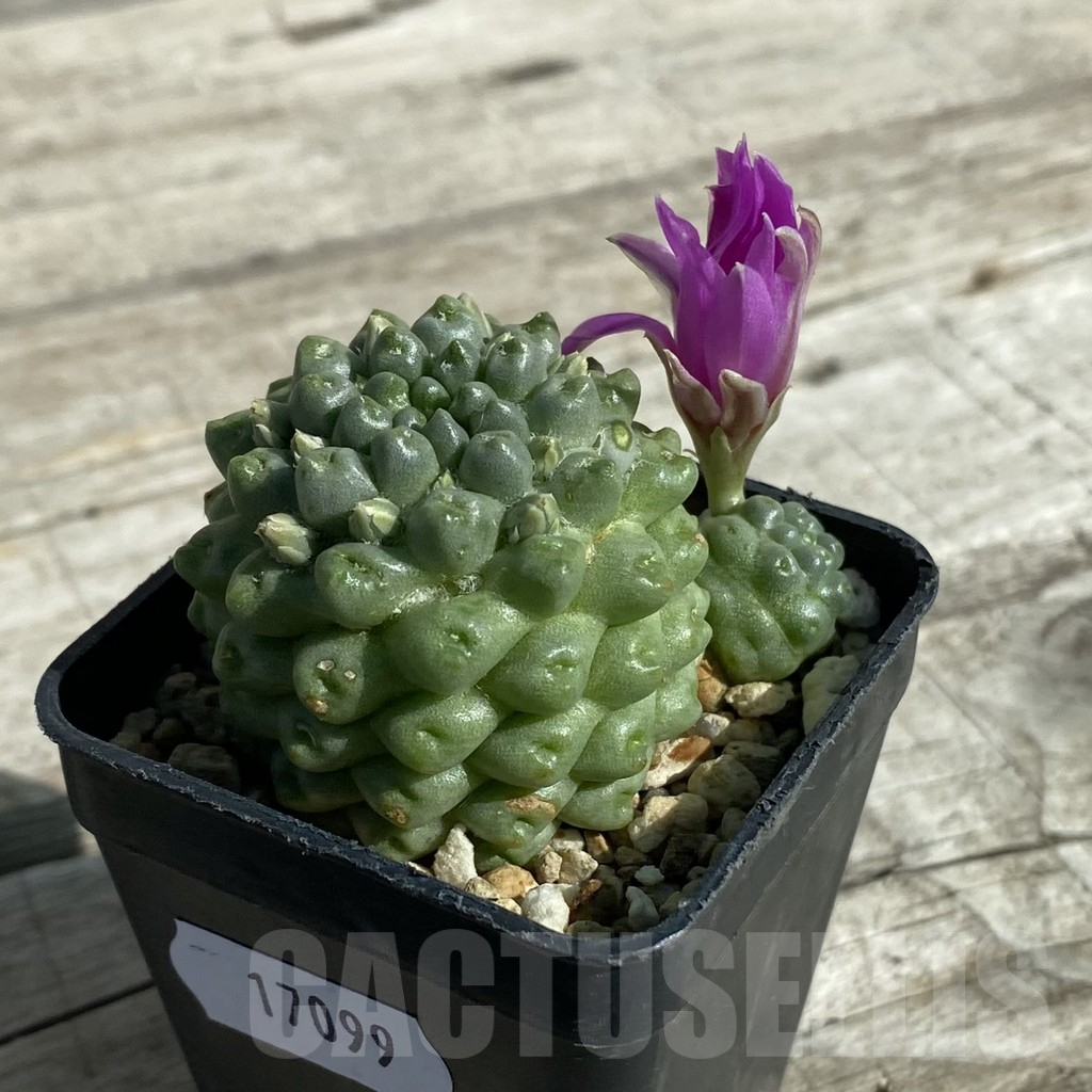 SH17099 Mammillaria schumannii f. monstrosa - Image 2