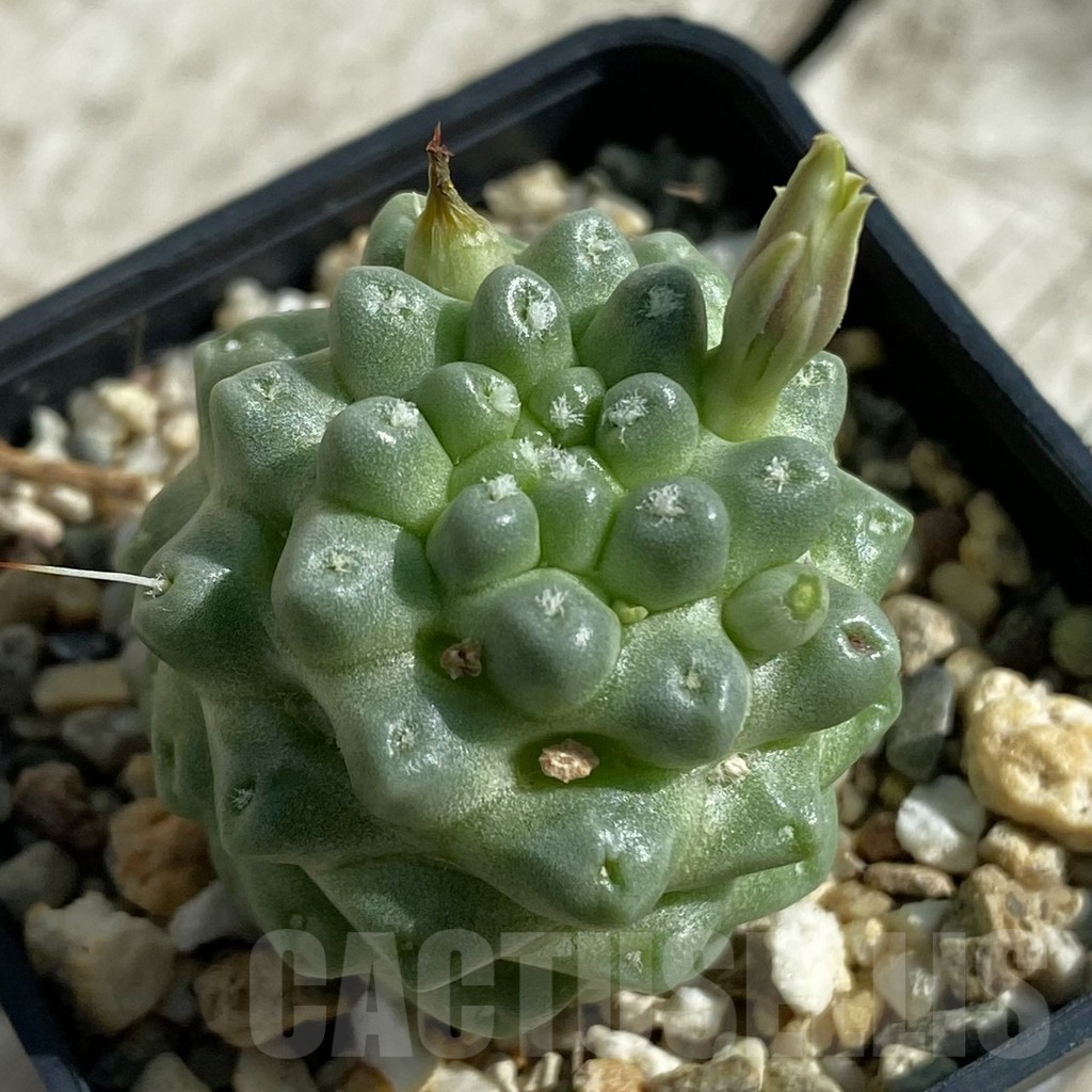 SH17100 Mammillaria schumannii f. monstrosa