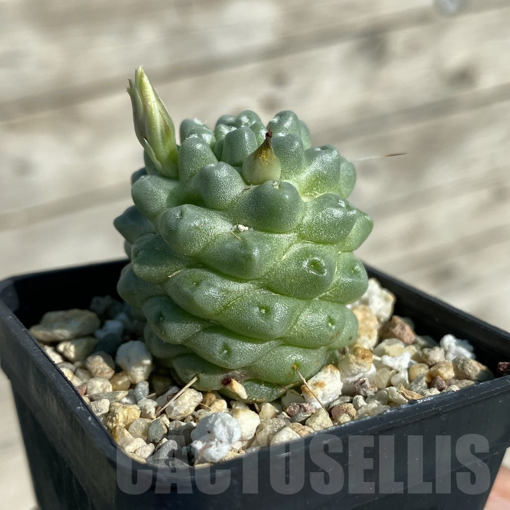 SH17100 Mammillaria schumannii f. monstrosa - Image 2