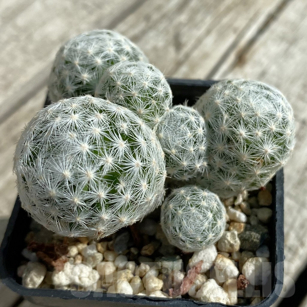 SH17101 Mammillaria humboldtii v. caespitosa
