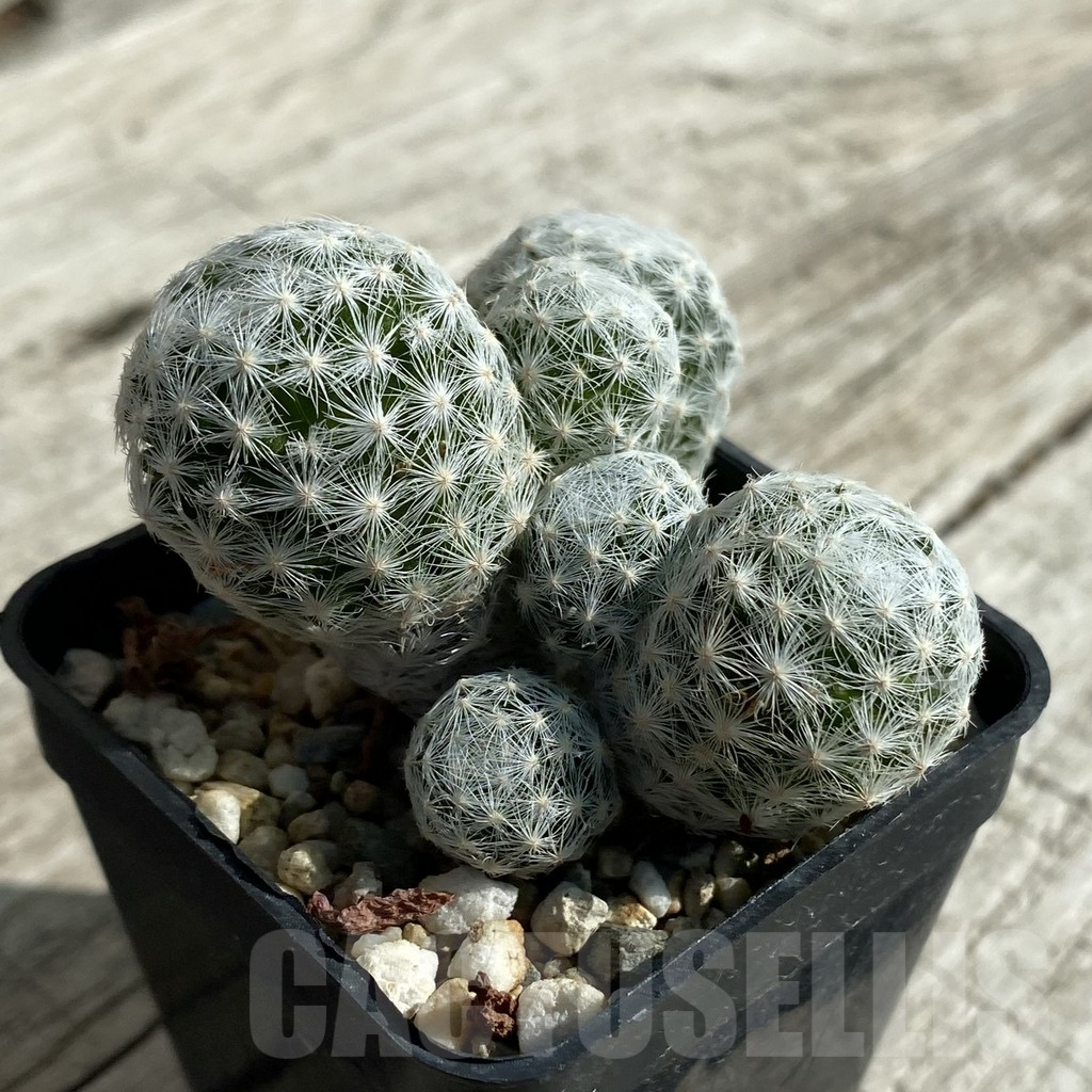 SH17101 Mammillaria humboldtii v. caespitosa - Image 2