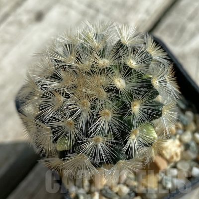 SH17102 Mammillaria carmenae hybrid, seedling