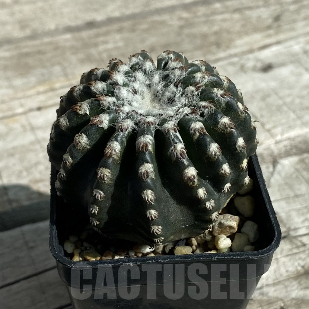 SH17104 Discocactus horstii - Image 2