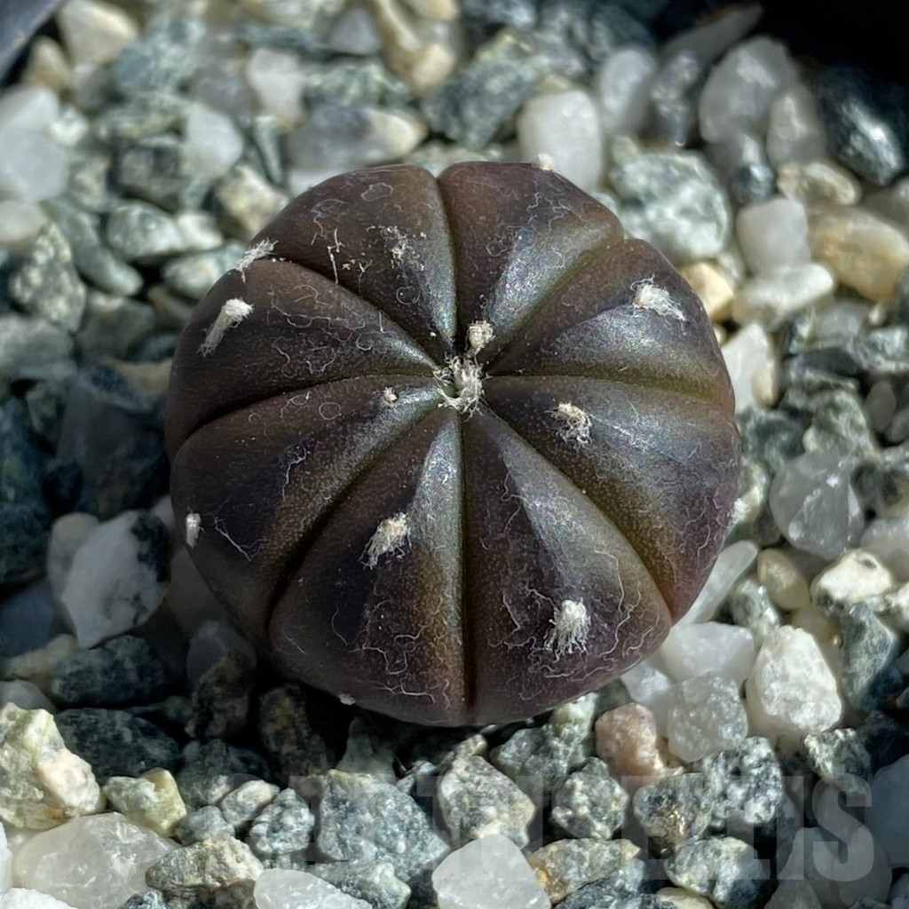SH17107 Astrophytum asterias ‘Purple Skin’