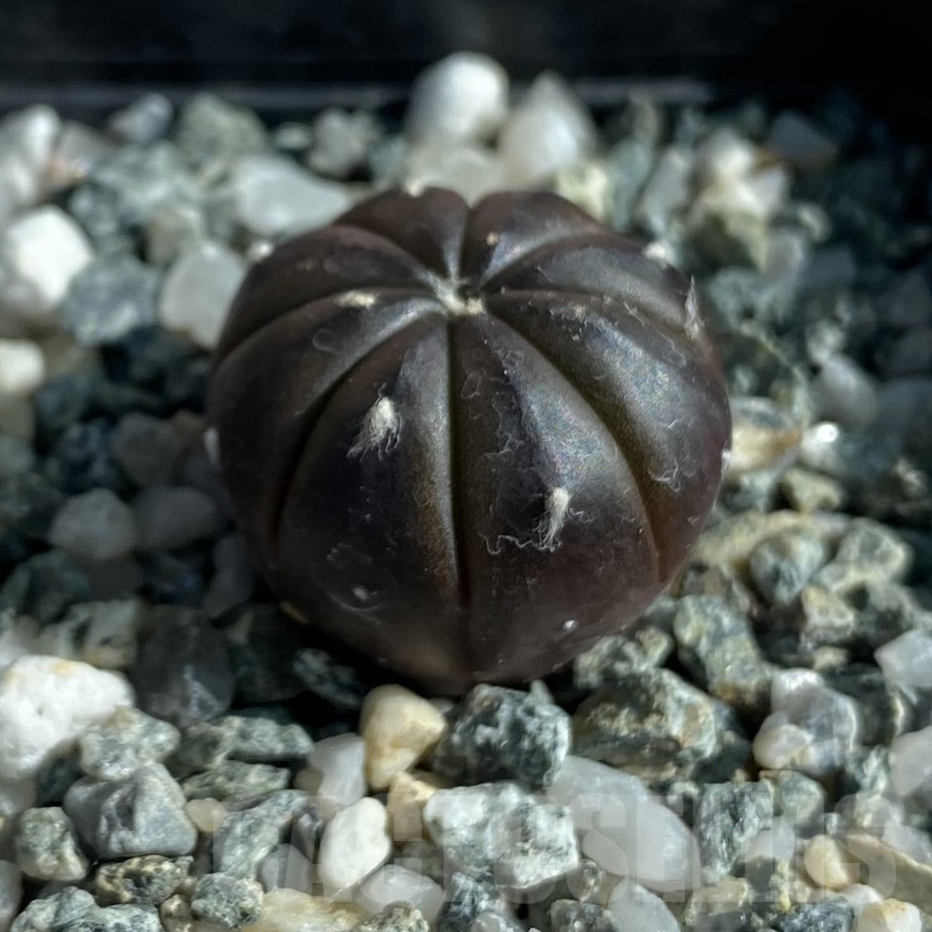 SH17107 Astrophytum asterias ‘Purple Skin’ - Image 2