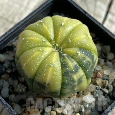 SH17112 Astrophytum asterias f. variegata