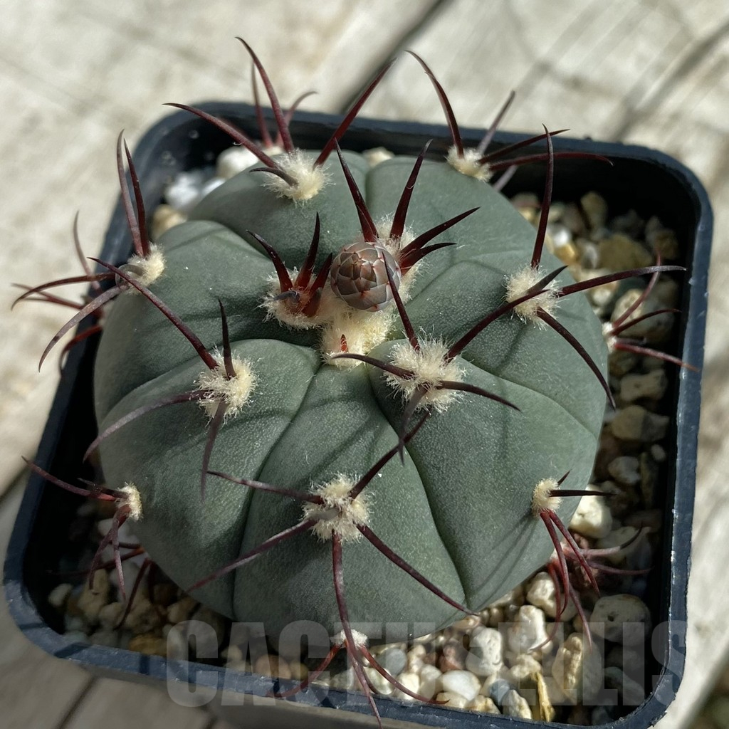 SH17118 Gymnocalycium cabreraense VOS 2122