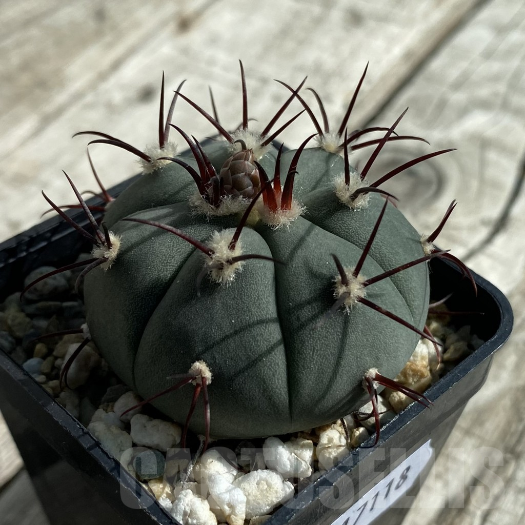 SH17118 Gymnocalycium cabreraense VOS 2122 - Image 2