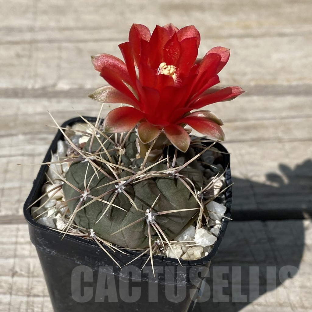 SH17181 Gymnocalycium baldianum v.longispinus - Image 2