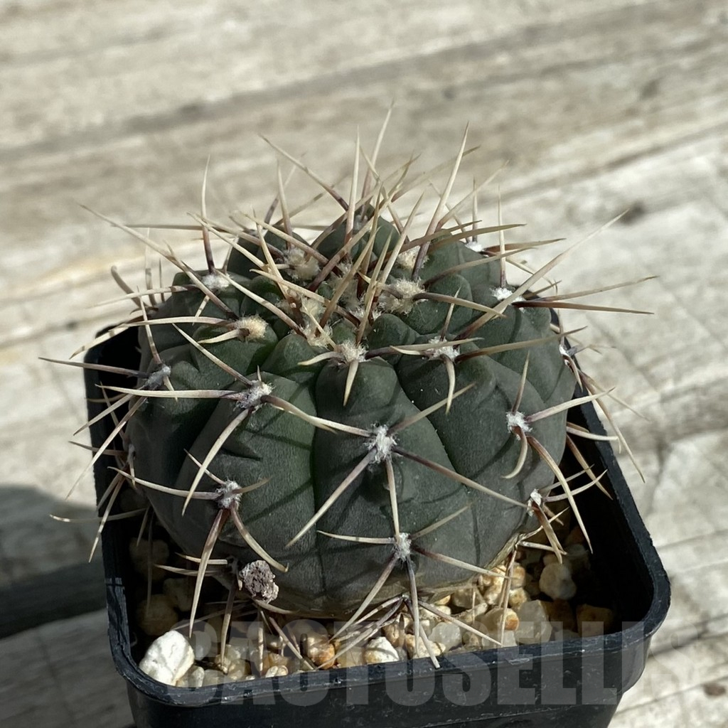 SH17120 Gymnocalycium ochoterenae GN 101-253 - Image 2