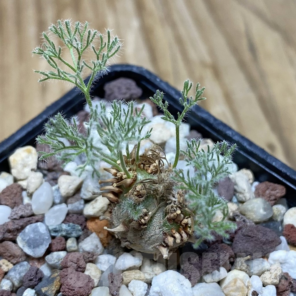 SH17072 Sarcocaulon peniculinum