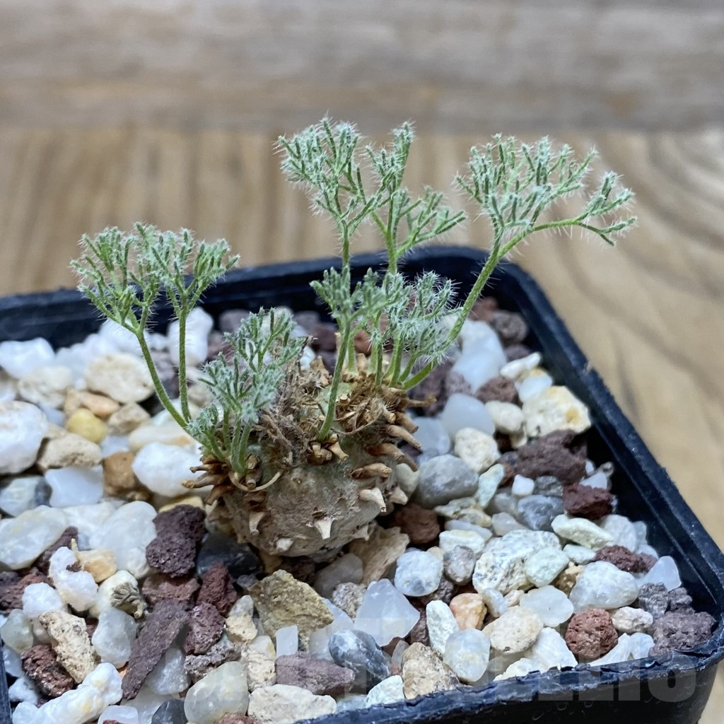 SH17072 Sarcocaulon peniculinum - Image 2