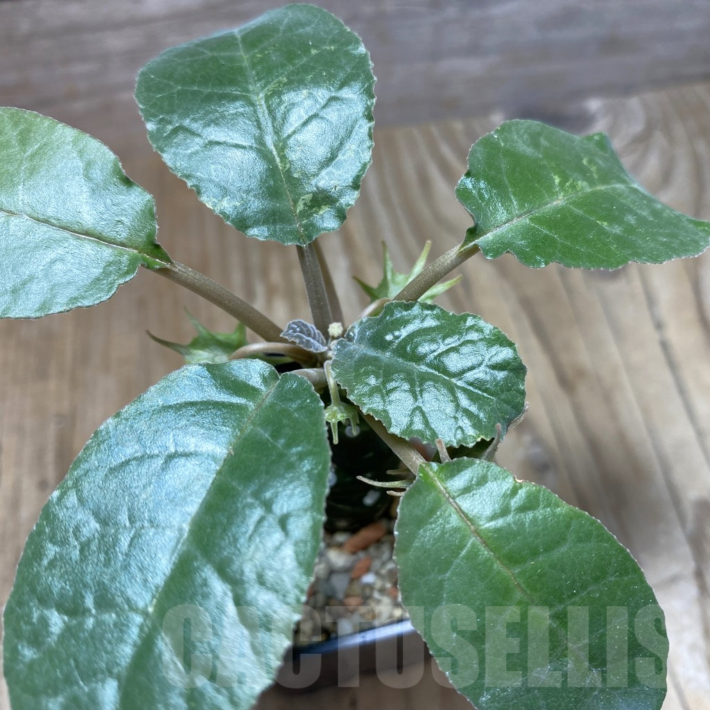 SH17075 Dorstenia crispa