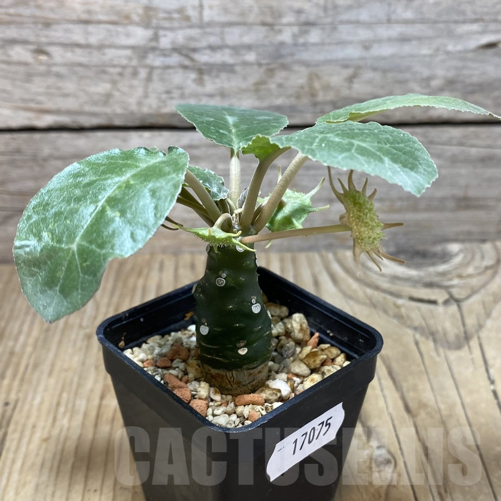 SH17075 Dorstenia crispa - Image 2