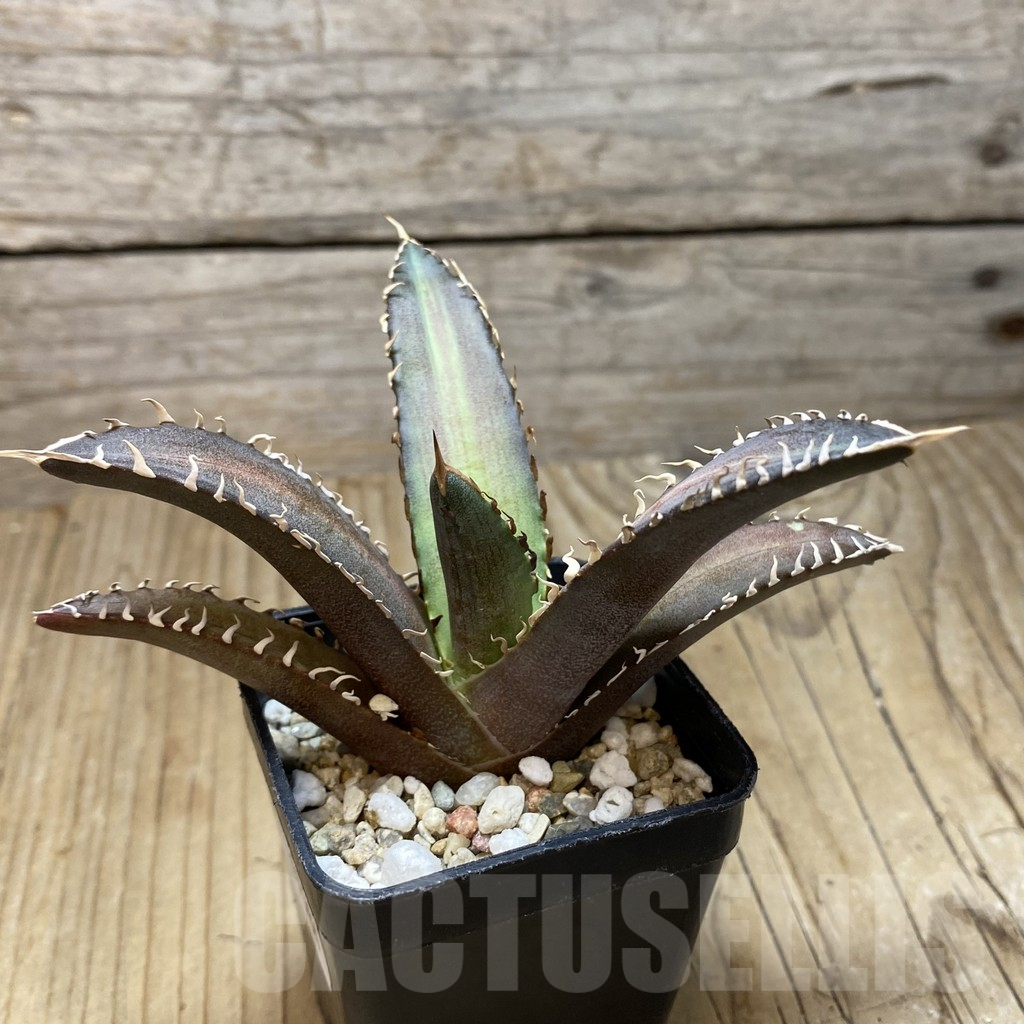 SH17084 Agave titanota 'Red Catweazle' - Image 2