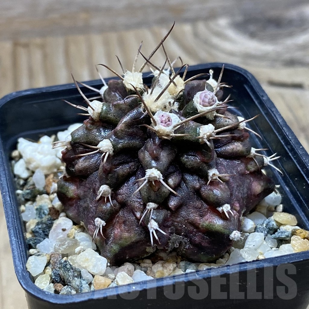 SH9472 Gymnocalycium mihanovichii 'T-Rex' - Image 2