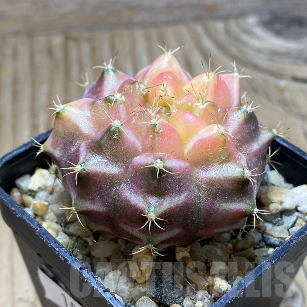 SH10343 Gymnocalycium mihanovichii 'Neon', seedling - Image 2